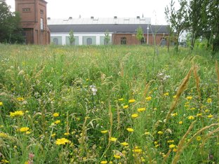 Blumenwiese am Bahnhof bei der historischen Wagenhalle. Der Ilvesheimer Weg wurde konsequent naturnah gestaltet - mit heimischen Hecken begrenzt, wildgewachsen Bäume wurden erhalten und eine kleine Streuobstwiese gepflanzt. Blumenwiese am Bahnhof bei der historischen Wagenhalle. Der Ilvesheimer Weg wurde konsequent naturnah gestaltet - mit heimischen Hecken begrenzt, wildgewachsen Bäume wurden erhalten und eine kleine Streuobstwiese gepflanzt.