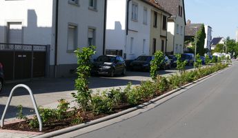 Wiederherstellung der Pflanzflächen nach dem Bau des Entlastungssammlers entlang der Nibelungenstraße