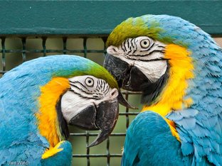 Ara Gelbbrust Ara Gelbbrust