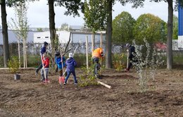 Beim Pflanzen in Aktion. Zahlreiche Helfen - Groß und Klein.