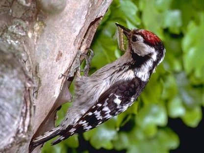 Kleinspecht Kleinspecht