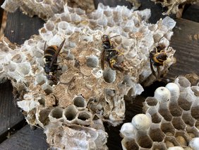 Nest der asiatischen Hornisse