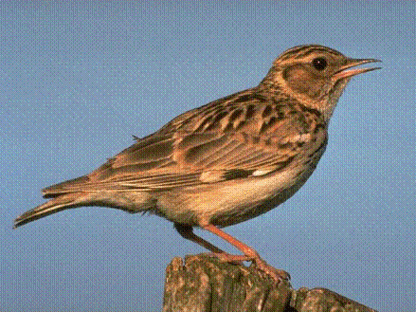 Heidelerche Heidelerche
