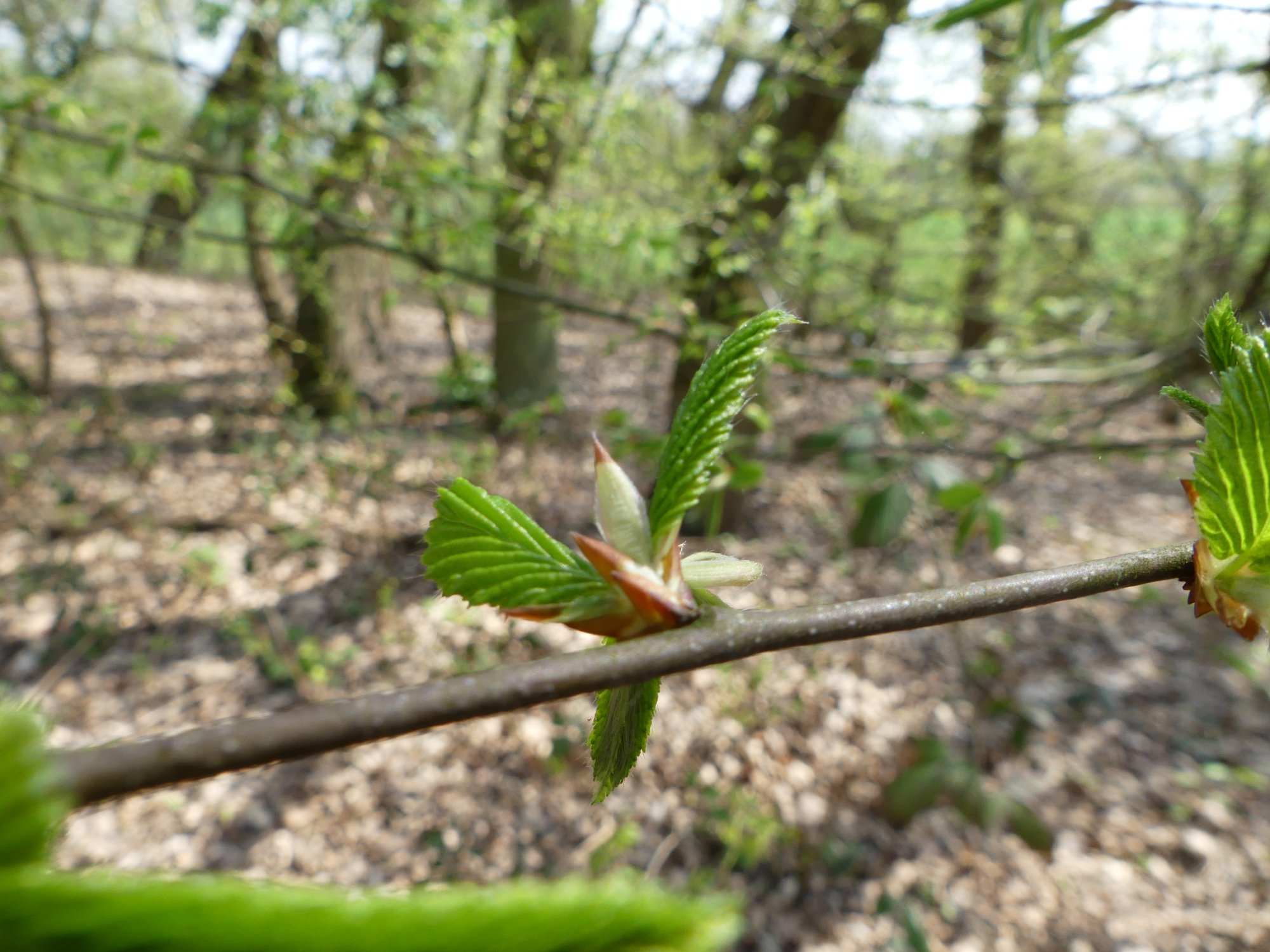 © natürlichViernheim