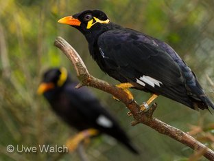 sprechende Beos sprechende Beos