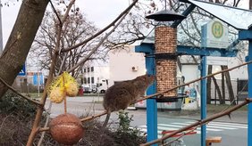 Vogelfutter steht bei Ratten ganz oben auf dem Speiseplan, wie zum Beispiel an der Bushaltestelle Waldschwimmbad ©Stadt Viernheim Ratte auf Baum mit Vogelfutter