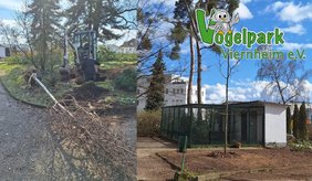 Es werden mit einem Bagger Bäume im Vogelpark gepflanzt.