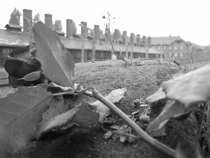 KZ Auschwitz I – eine Rose zum Gedenken, 2004. KZ Auschwitz I – eine Rose zum Gedenken, 2004.