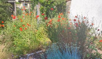 Pflanzen und rote Blumen in einem Garten.