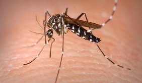Nahaufnahme einer Tigermücke auf menschlicher Haut. Auffällig sind der schwarz-weiß gemusterte Körper und die gestreiften Beine.