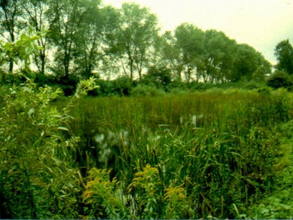 Neuzenlache Neuzenlache