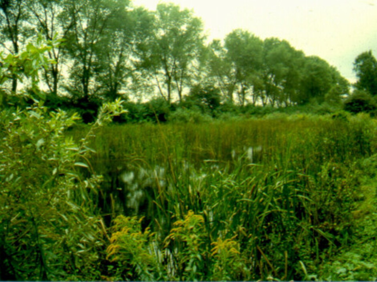 Neuzenlache Neuzenlache