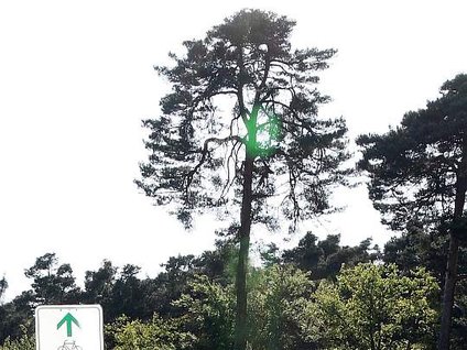 Sauschneise Sauschneise