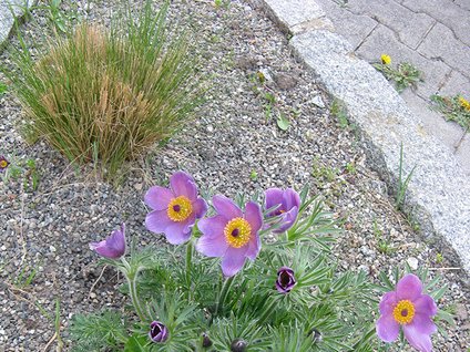Gartenblume Gartenblume
