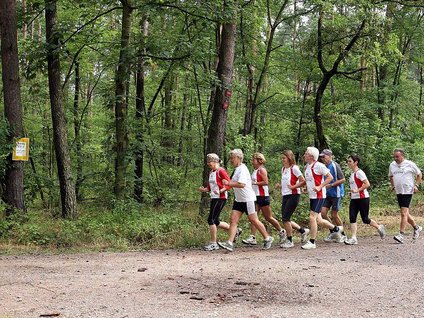 Sauschneise Sauschneise