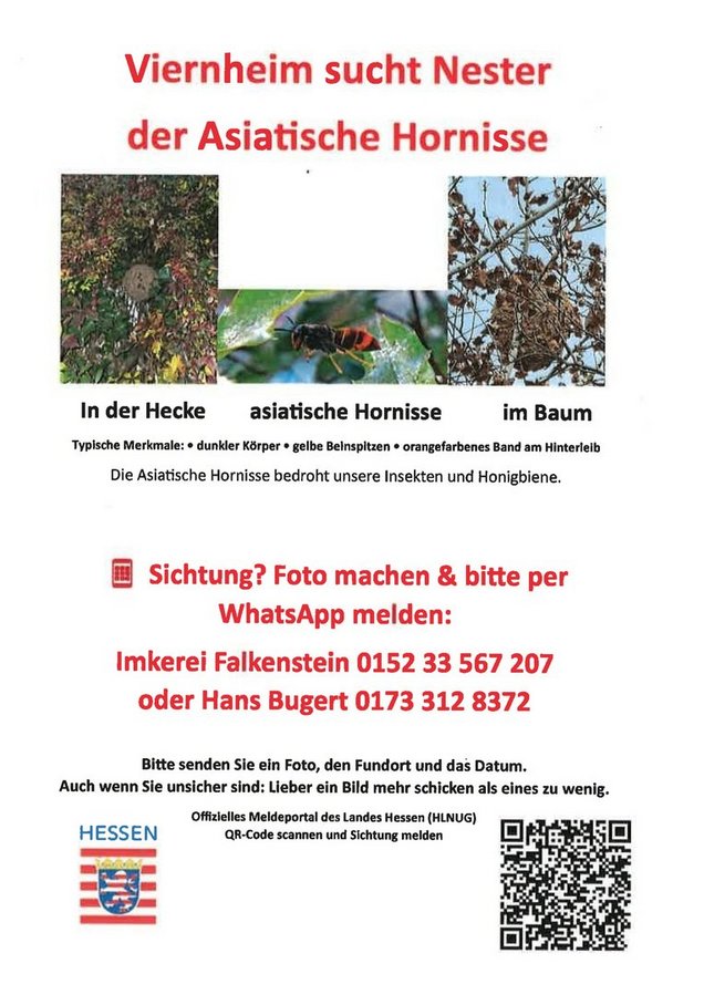 Plakat_Asiatische_Hornisse