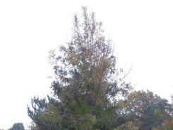 Baumgrabstätte Baumgrabstätte